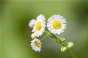 梦里朋友遇水灾来家里避难,主何事